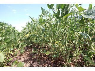Tract 3 - Edwards County, KS farmland - LAND AUCTION - 647+/- ACRES OFFERED IN 4 TRACTS IN RENO & EDWARDS COUNTY, KANSAS